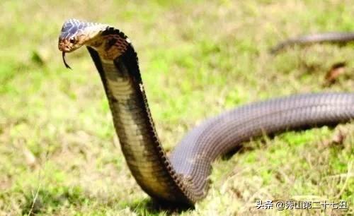 蜘蛛为啥不是五毒,民间传说的五毒没有蜘蛛