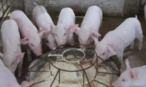 母猪副猪嗜血杆菌病症状治疗方法,猪的副猪嗜血杆菌病怎么治