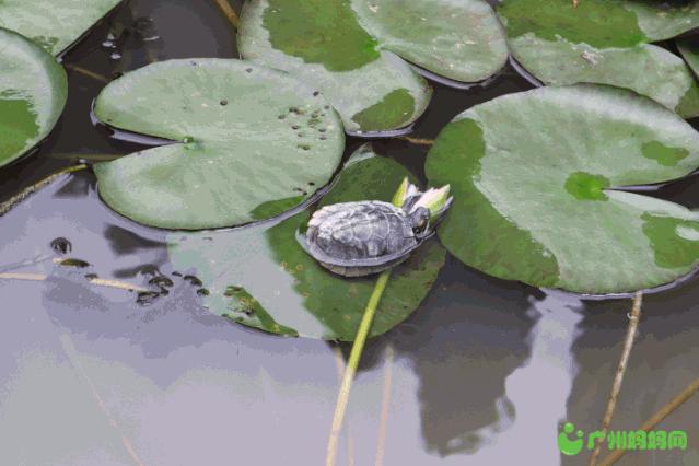广州市二宫改造,广州二宫拆迁有哪些