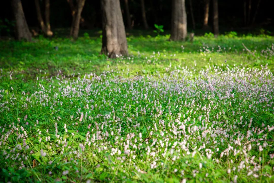 蓼花盛放成海，扬州又多了一处赏秋秘境