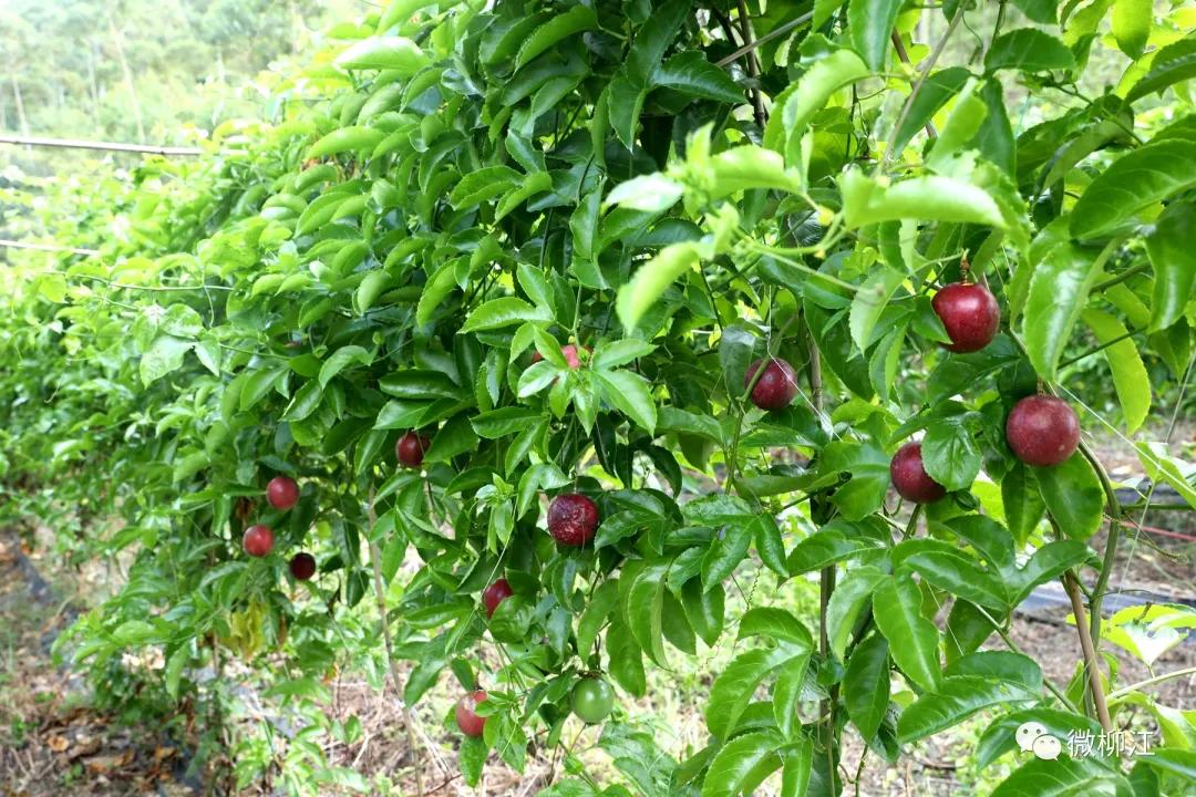 直播卖水果一年收入几百万,直播卖水果一年200万