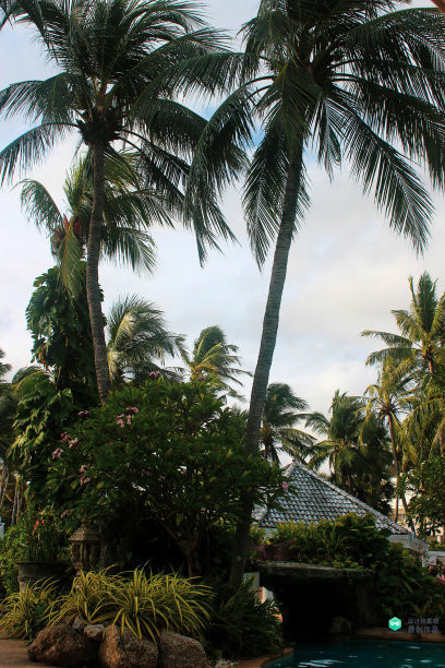 院子适合种的花和设计,庭院设计植物大全