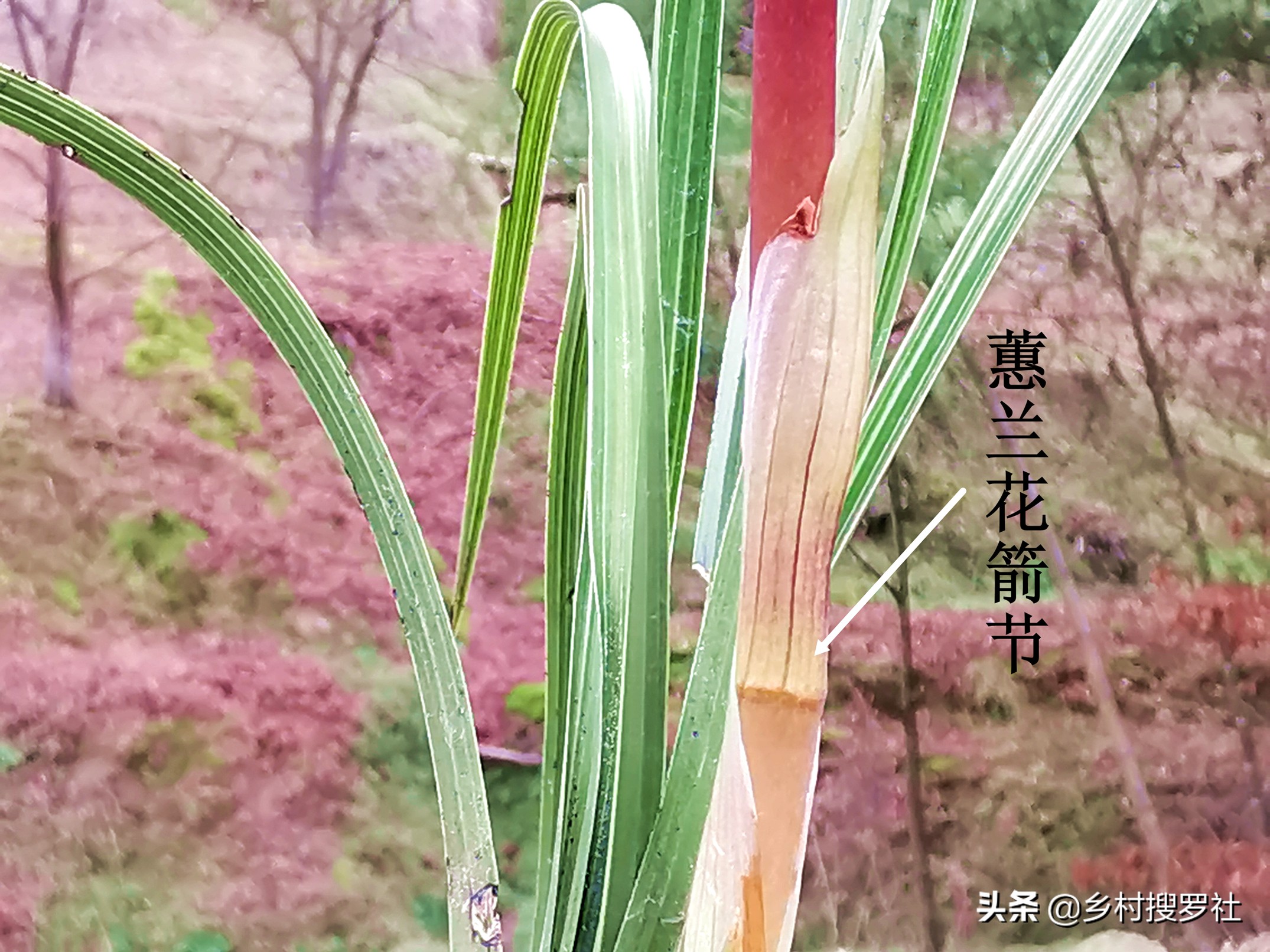 蕙兰排铃期的管理方法,蕙兰花蕾期怎么管理