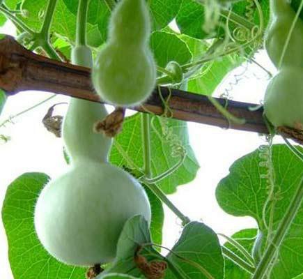 手捻葫芦种植技术,手捻葫芦怎么盘玩