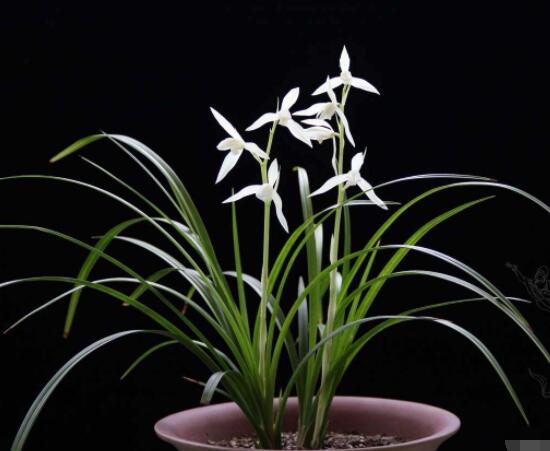 茶花是我国的十大名花吗,中国十大名花图片及花语