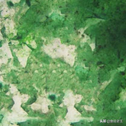 青苔能不能给鱼缸铺底,鱼缸里面青苔