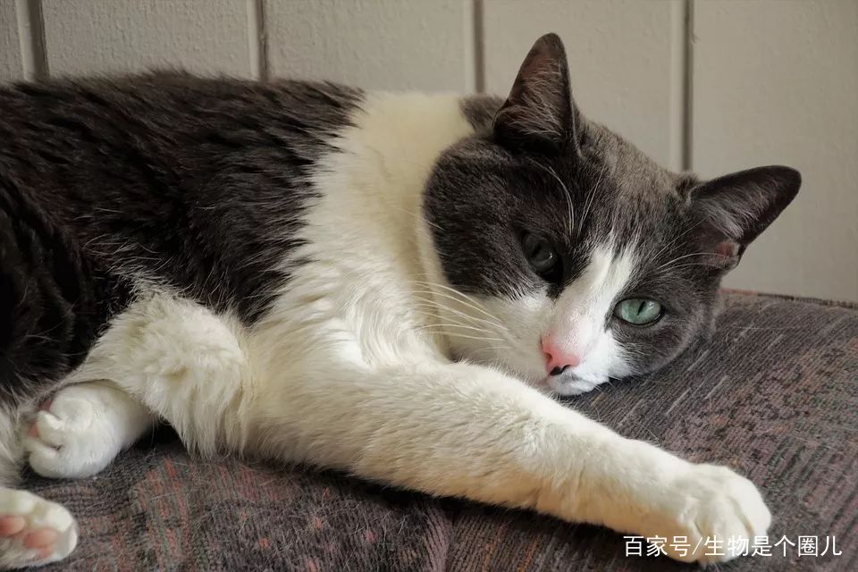 养宠小知识猫慢性肾衰竭治疗方法,猫咪肾衰竭救活大概多少钱