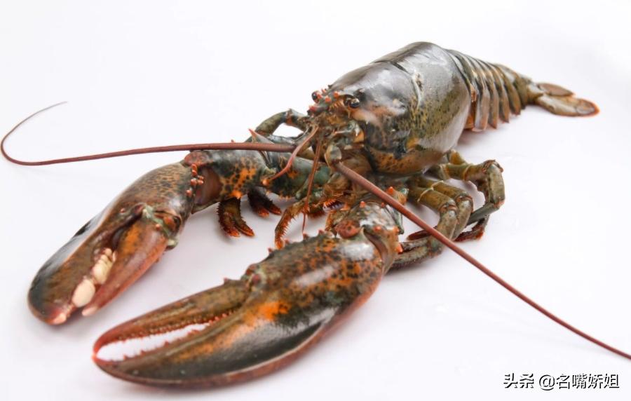 龙虾长生不老的原因,能够长生不老的龙虾