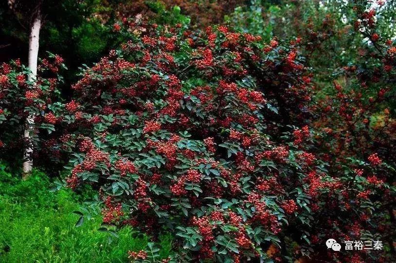 陕西韩城花椒网,韩城花椒网在哪