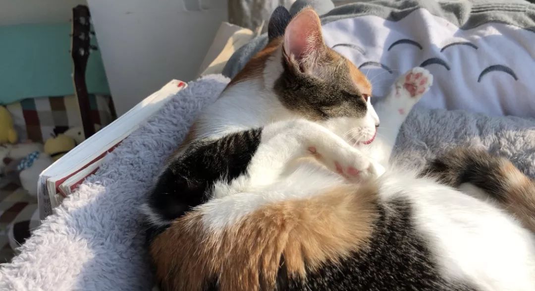 猫咪吐毛球然后连续吐胃液怎么办,猫咪吐毛球怎么解决毛球症