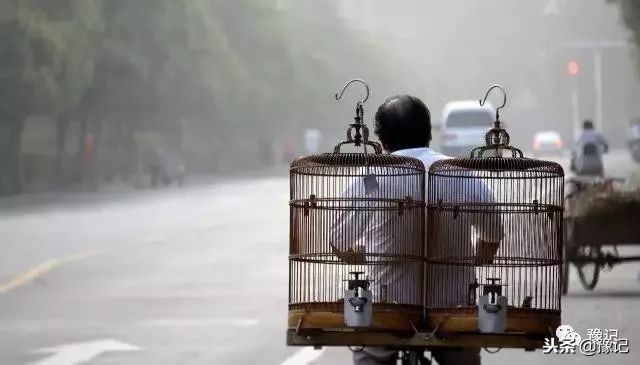 皇城根脚下,那是开封大爷遛鸟的天地