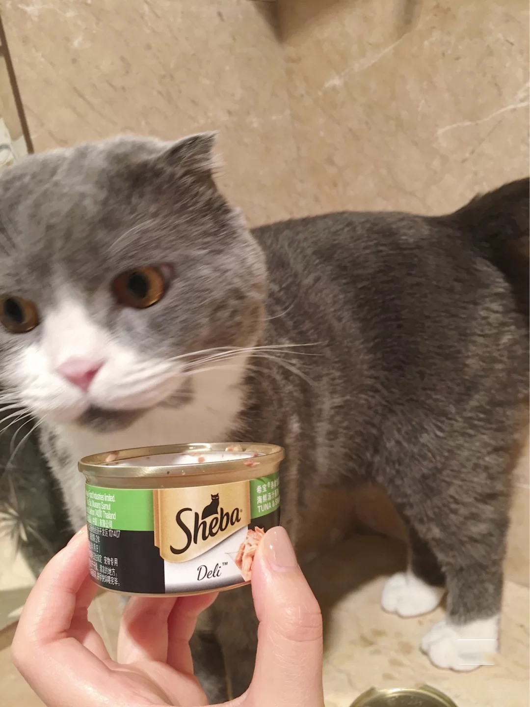 如何正确挑选猫粮以及猫罐头,新手铲屎官要怎么选择猫罐头