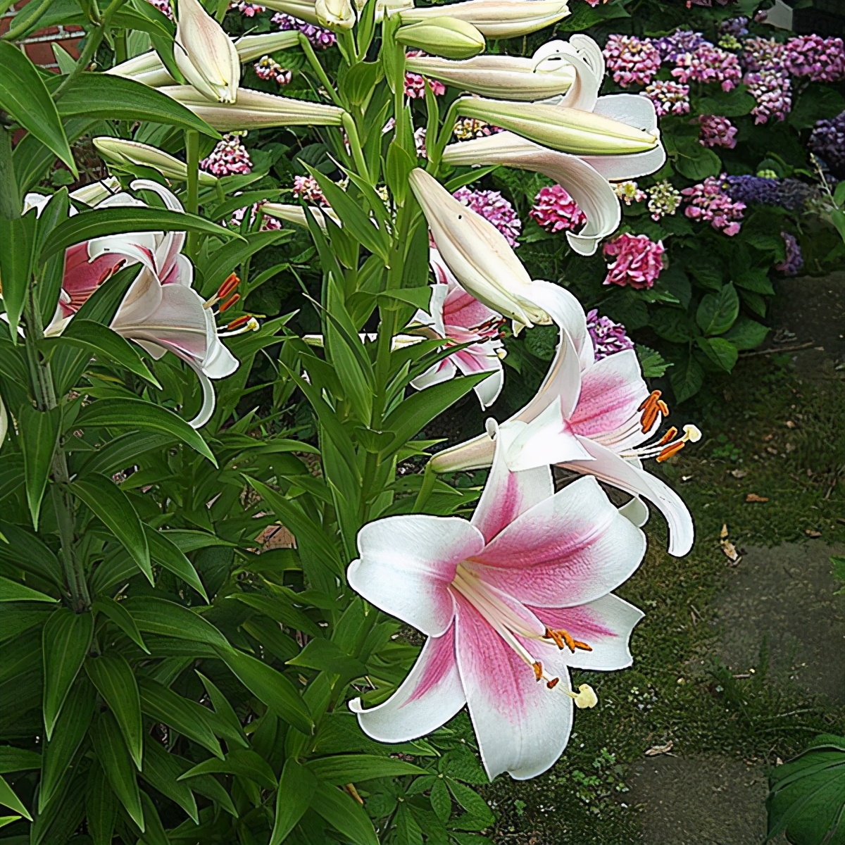 百合繁殖的小球怎么养大,百合可以边养球边开花吗