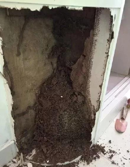 大量飞蚁进屋注意事项,广西人看到飞蚁有多兴奋