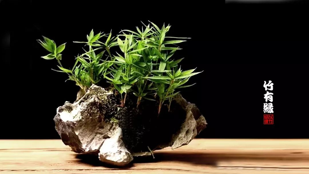 《竹子浇水宝典》竹子浇水是门大学问!