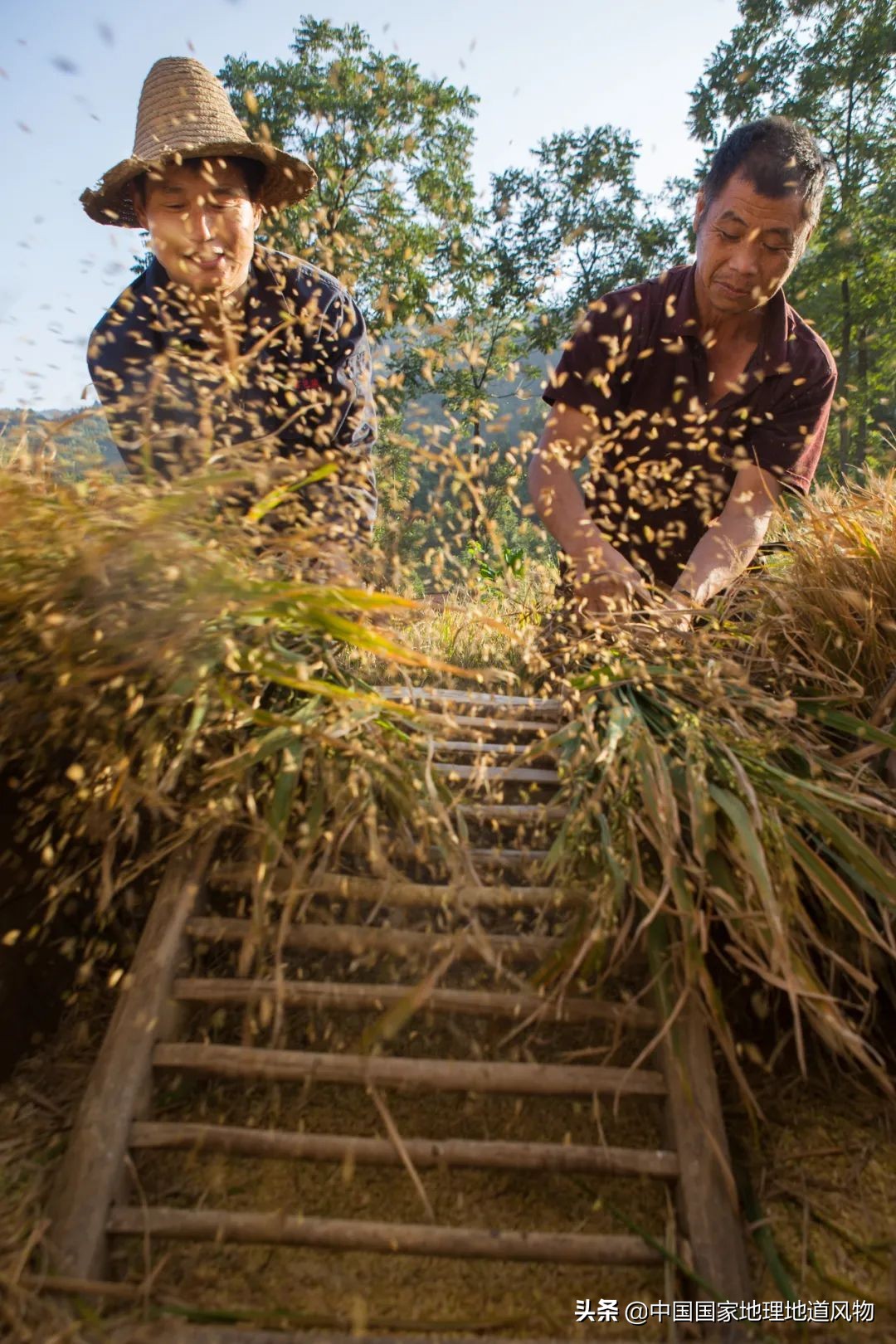 黑龙江和山东谁是农业大省,黑龙江和河南谁是第一粮仓