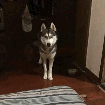 养狗新手与老手的区别,养狗为什么要养纯种犬