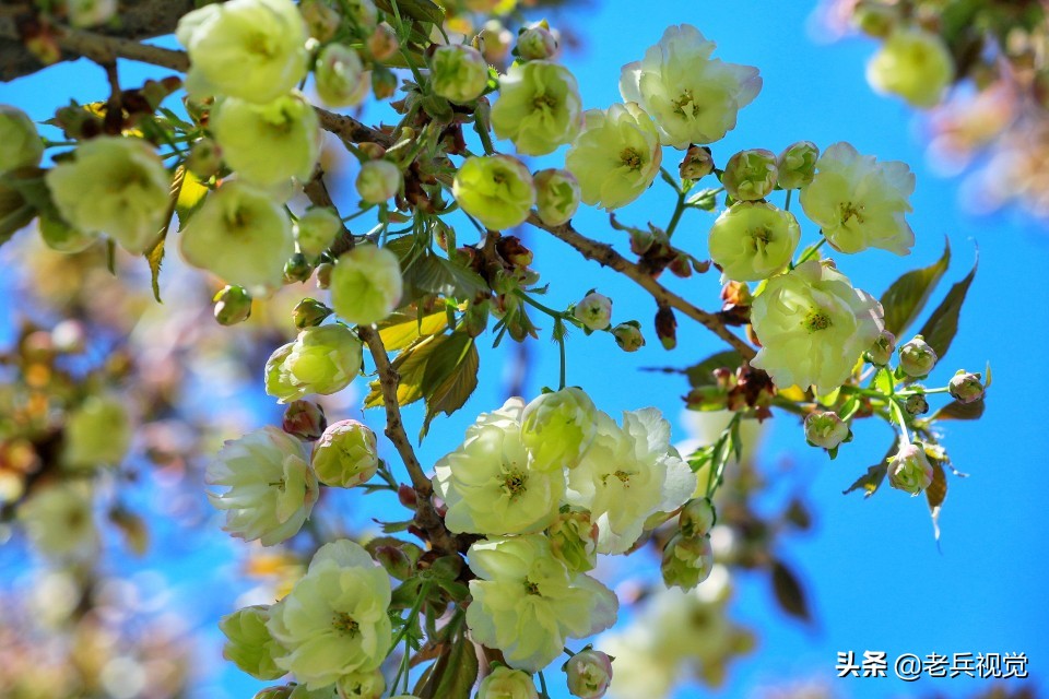 浪漫樱花校园,浪漫樱花视频