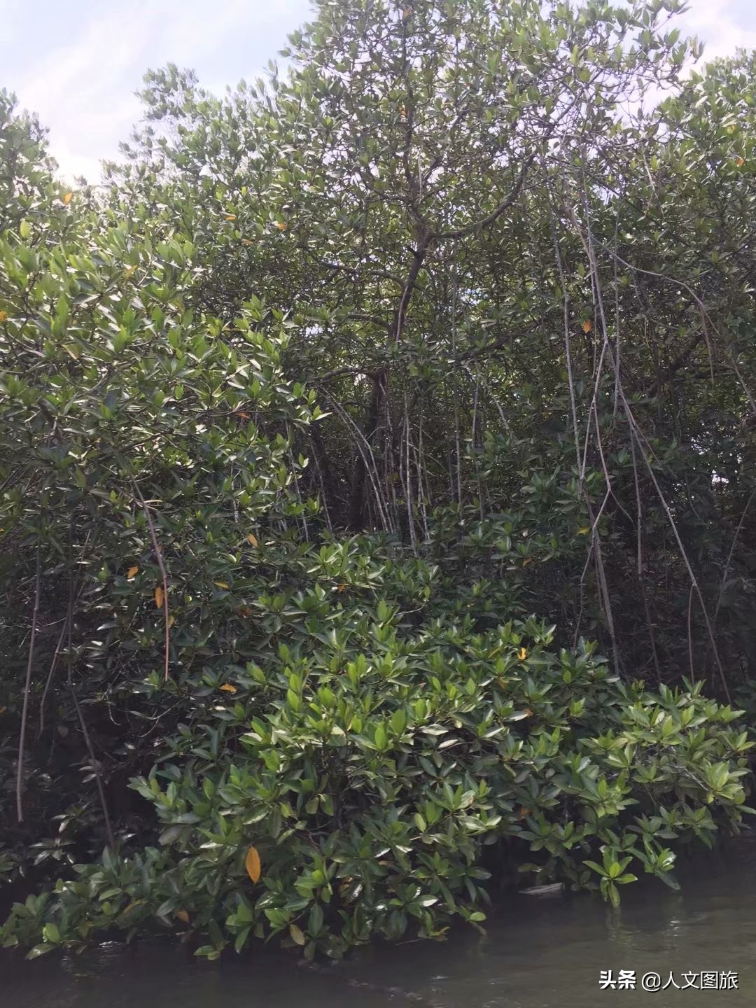 印度尼西亚松巴岛红树林,印度尼西亚的红树林牛角螺