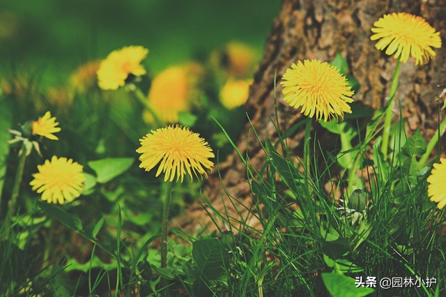 农村常见的药材植物大全,农村有什么好玩的植物还是常见的