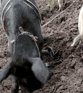 无毒野生菌图鉴大全,见手青野生菌可以吃的种类