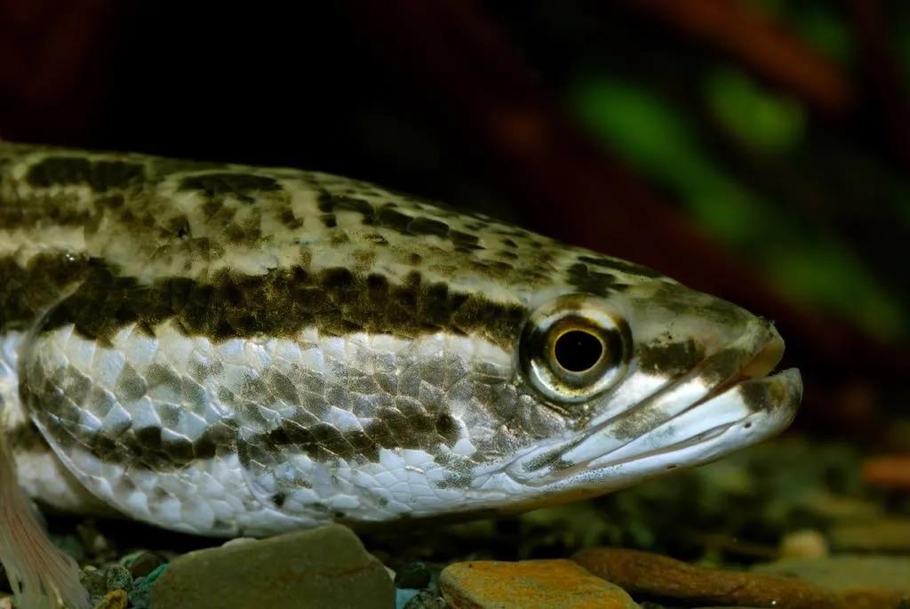 黑鱼为什么在美国不受欢迎,黑鱼的悲哀