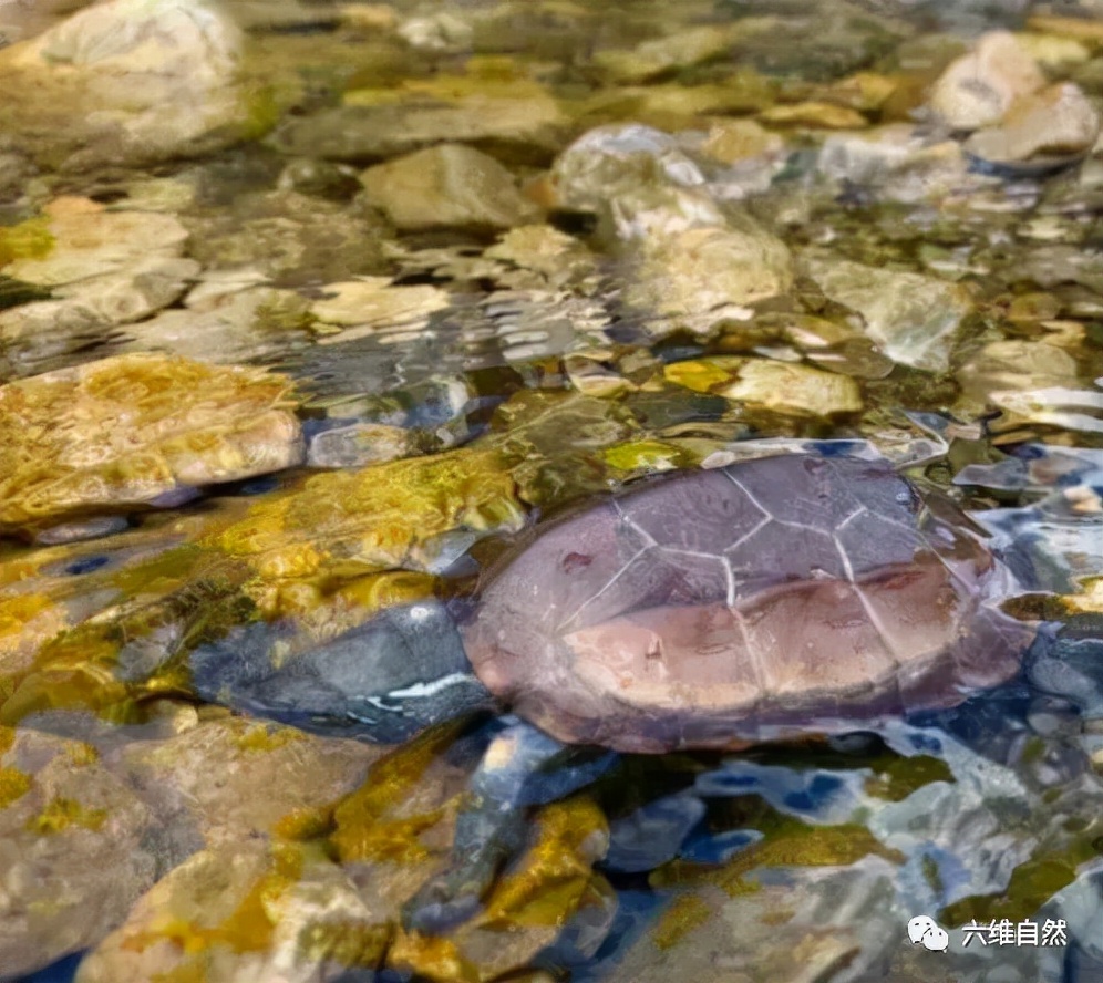 野生中华草龟捡到判几年,2只被放生中华草龟被救