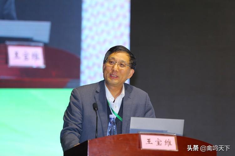 养鹅业的行业现状,鹅产业发展现场介绍