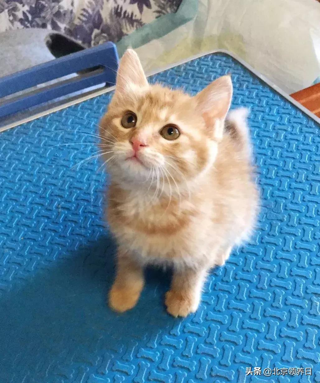 #领养代替购买#给它们一个家|线上宠物领养日,20190608加场