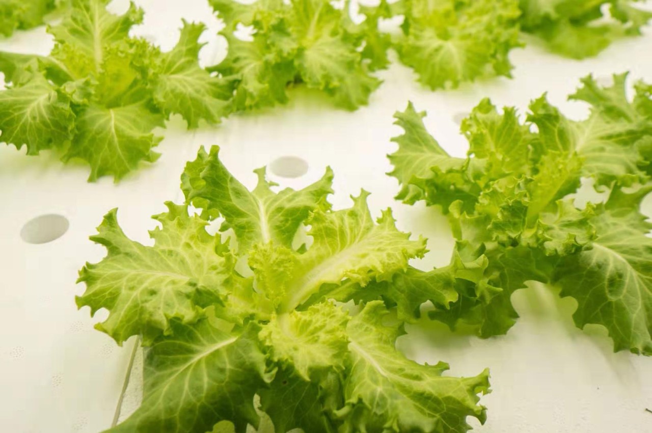 中环易达设施园艺科技有限公司,中环易达魏华农