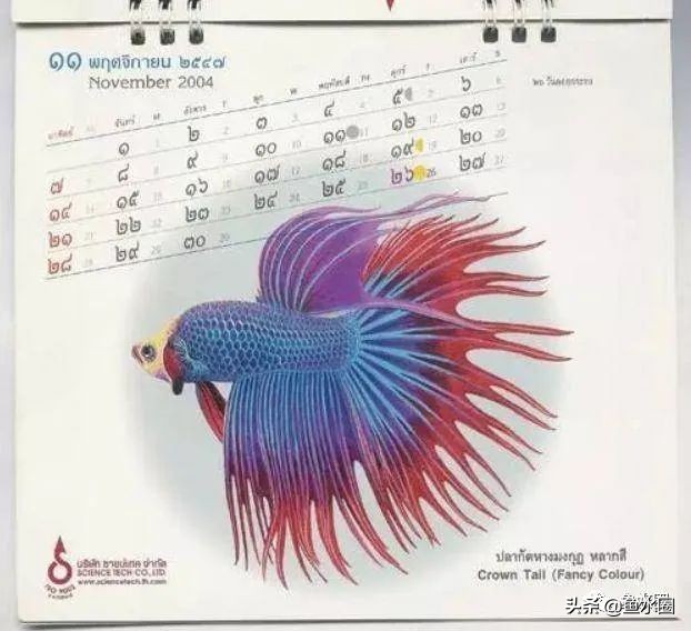 泰国斗鱼和中国斗鱼的杂交品种,中国斗鱼与泰国斗鱼哪个更厉害