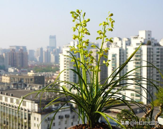 蝴蝶兰花尖的小花苞蔫了怎么回事,兰花缓苗期已完成怎么办