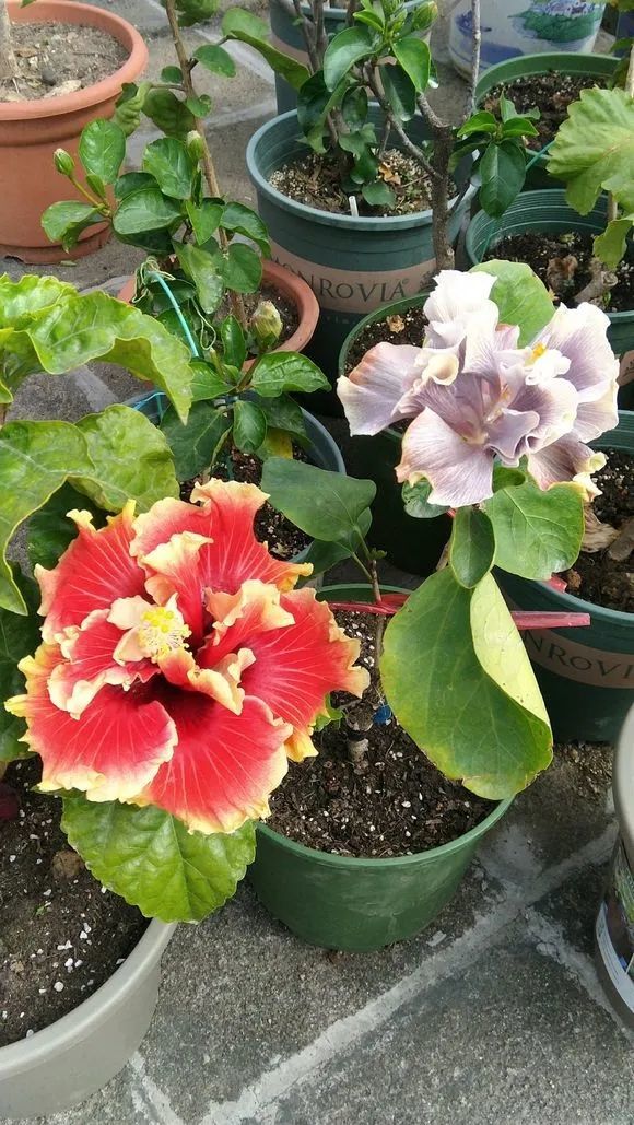 人养花花养人下句,什么花好养活又好看还可以吃的