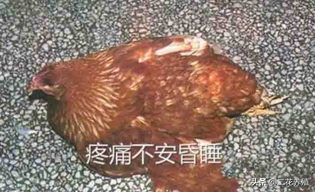 鸡闭眼昏睡怎么回事,鸡打瞌睡张嘴呼吸怎么回事