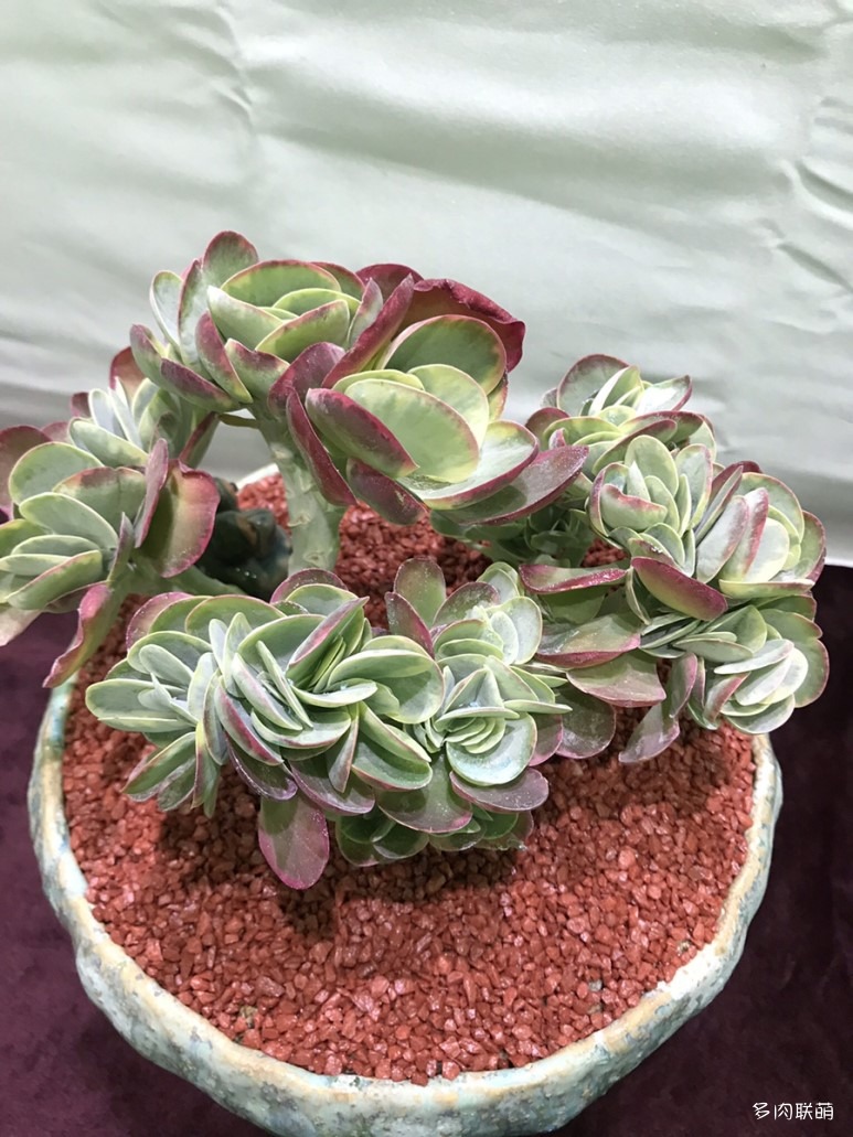 多肉欣赏桃美人,多肉植物欣赏