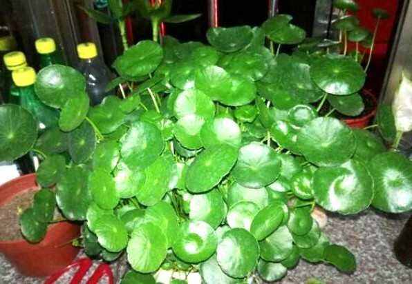 家里最好养的是哪种花,家里养高档的六种花