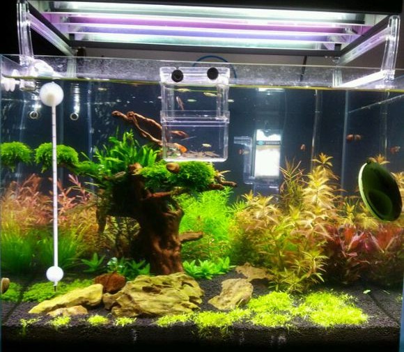 治理鱼缸绿水变清最简单的好办法,鱼缸加硝化细菌可以消除绿水吗