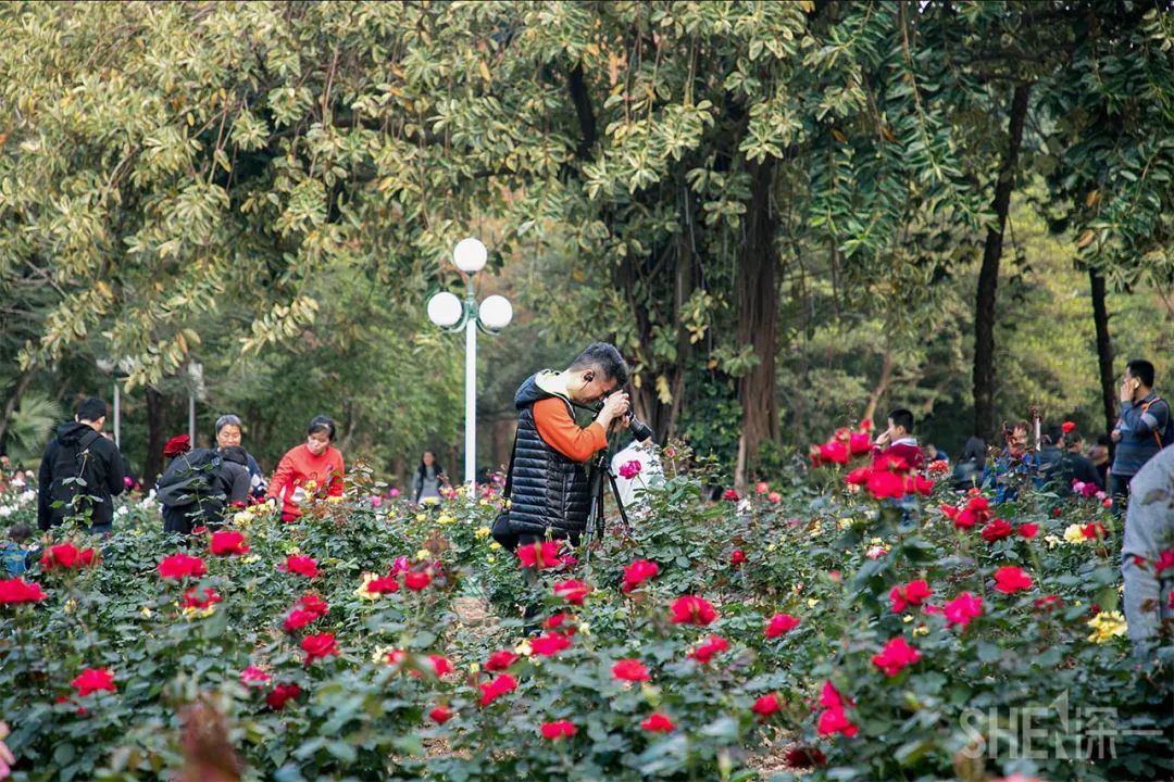 罗湖发达吗,罗湖区的实力到底有多强