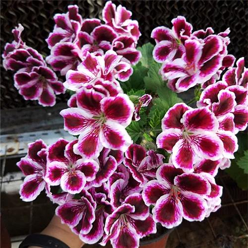 10种天竺葵,天竺葵100种图片大全