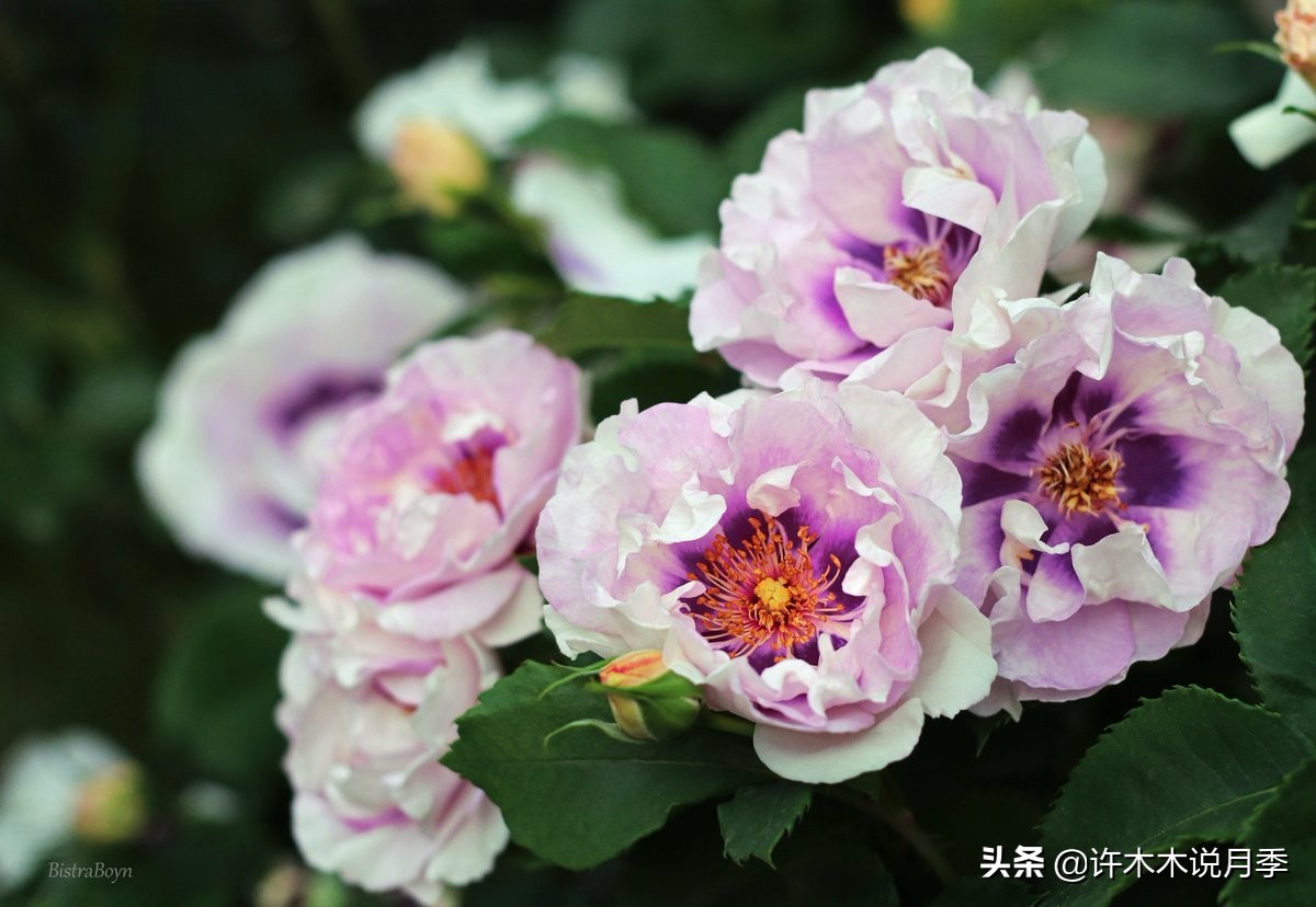 多头多季节开花抗性好的月季,红色月季哪几款多花勤花抗性好的