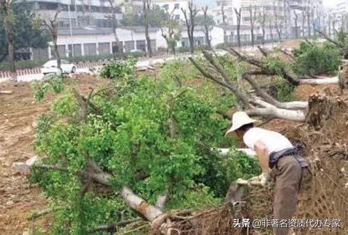 园林栽培与养护,园林树木养护管理修剪方式