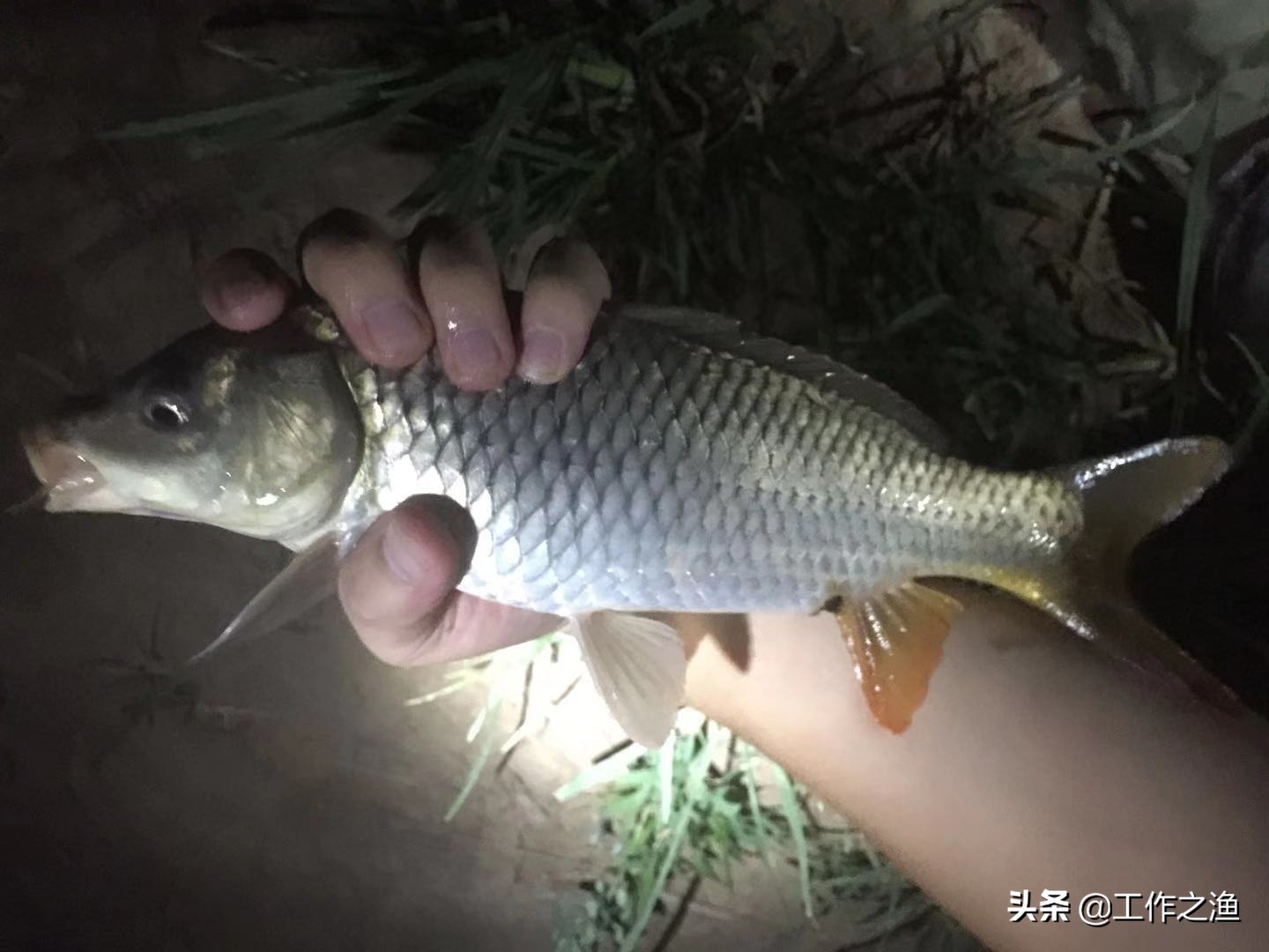 鱼身上的黏液是什么,野钓鱼身上粘液多怎么回事