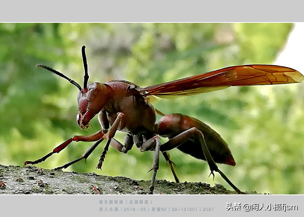 昆虫摄影技巧与方法,蜂蛾拍摄技巧