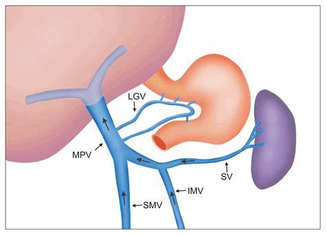 体检说脾增大什么意思,体检报告说肝硬化可能性比较大