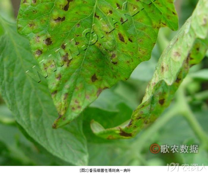 蔬菜细菌病图片大全,破解蔬菜病虫害之谜