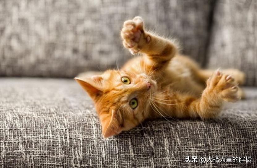 家里养猫咪怎么让它不乱抓,养猫怎么防止猫咪弄乱家里物品
