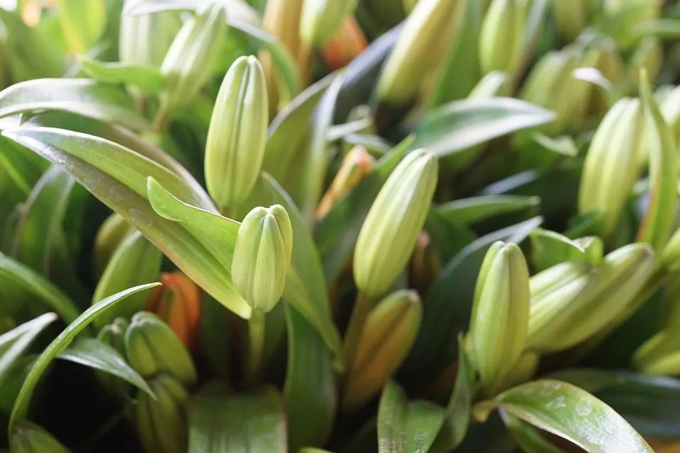 冬盆栽百合的养殖方法和注意事项,百合怎么种避免烂球