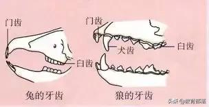 初中生物会考复习计划,初中生物会考复习资料全套