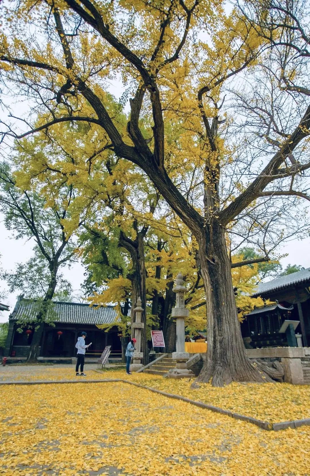 黄了！山东爆火的“银杏林”，千余亩的曼妙绝伦，只等你来！