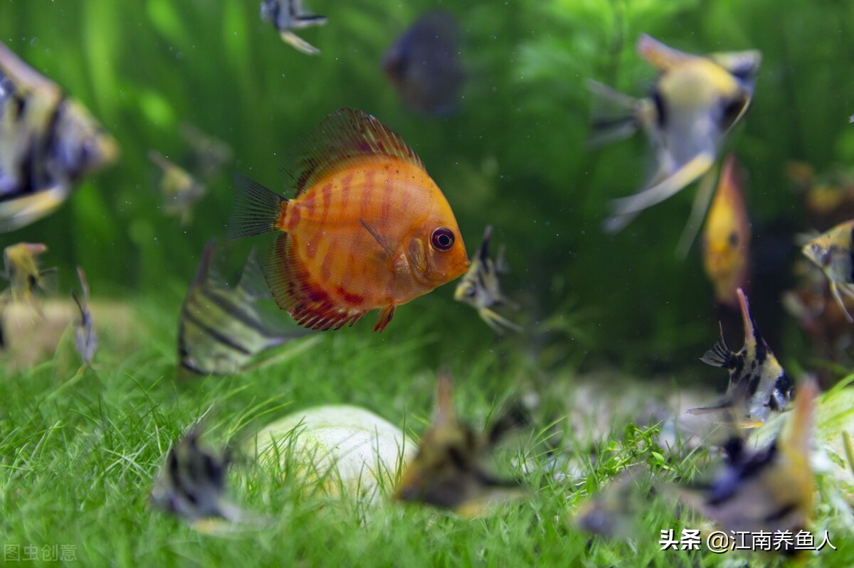 新手养鱼必备基础知识,新手养鱼入门必备知识